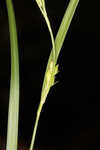 Calcium-hating sedge